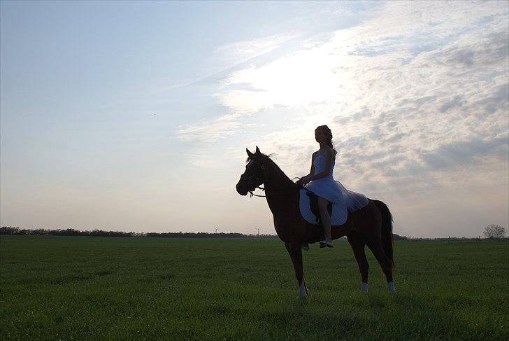 Welsh Partbred (Sec F) De Wijk's Aislin B PONY - Konfirmation april 2011 :-)) 
 billede 21