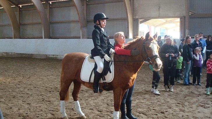 New Forest Thor - Klar til at ride program billede 7