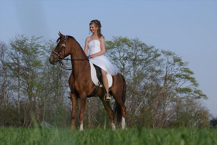 Welsh Partbred (Sec F) De Wijk's Aislin B PONY - Konfirmation april 2011 :-)) 
 billede 20