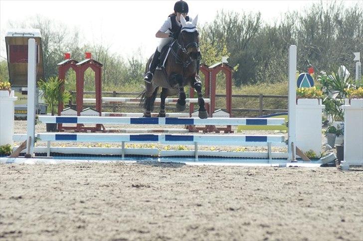 Hollandsk Sportspony Roxy (R.I.P) - første gang hun sprang vand ;) billede 20