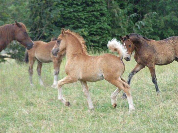 Welsh Cob (sec D) Brynithon Royal Commander billede 1