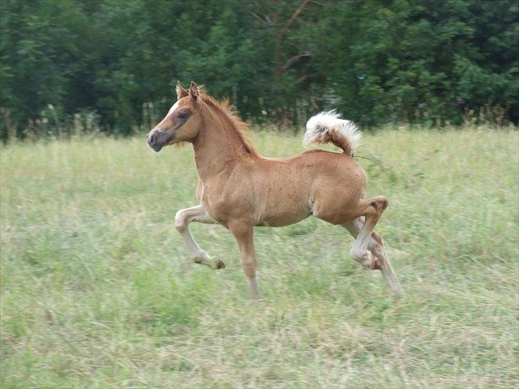 Welsh Cob (sec D) Brynithon Royal Commander billede 2