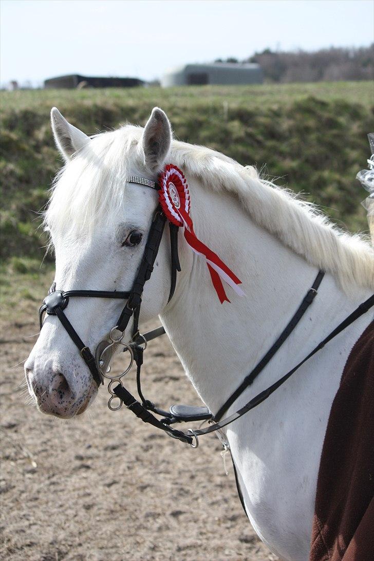 Irsk Sportspony Crocketstown Spotty - min GULDPONY!!!! næstførste D-stævne billede 12