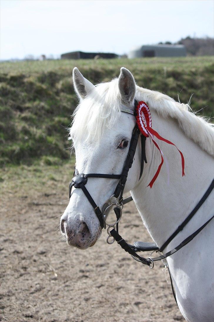 Irsk Sportspony Crocketstown Spotty - velkommen til spotty's profil billede 1