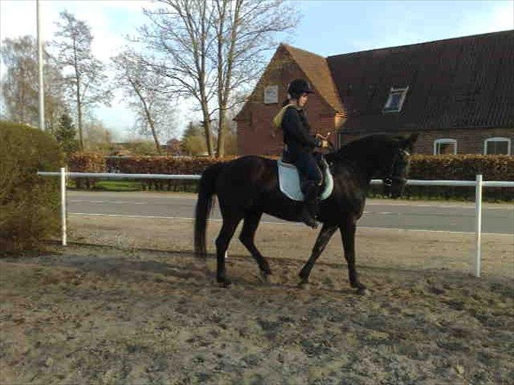 Anden særlig race Gipsy - 2008 billede 13