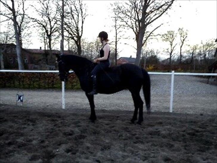 Anden særlig race Gipsy - 2011 billede 12