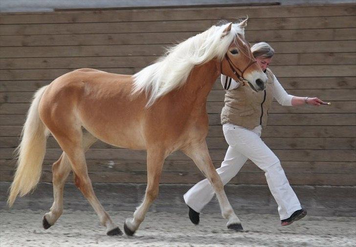 Tyroler Haflinger Fibi - Fibi til DTH kåring d. 10/4-11, kåret med 75 p. og kåringsvinder. billede 15