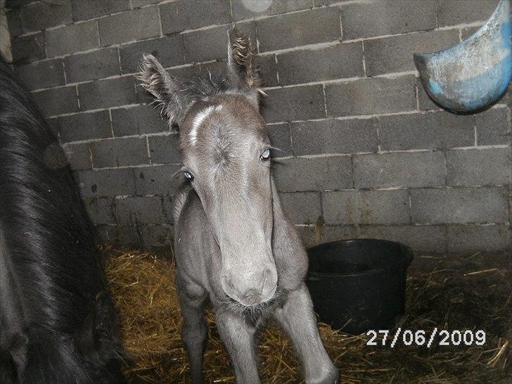 Barockpinto Casapaia Nymark billede 1