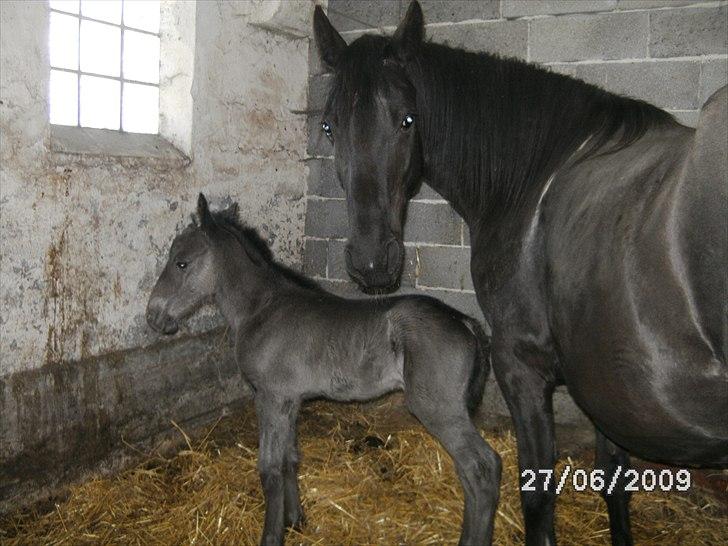 Barockpinto Casapaia Nymark billede 3