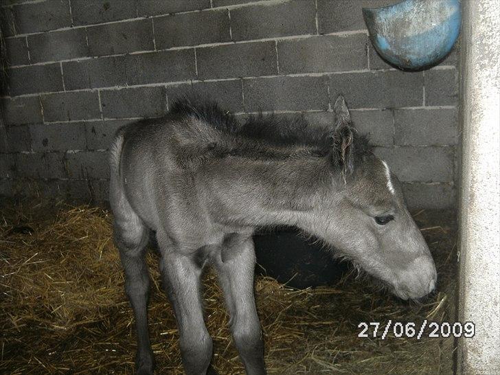 Barockpinto Casapaia Nymark billede 4