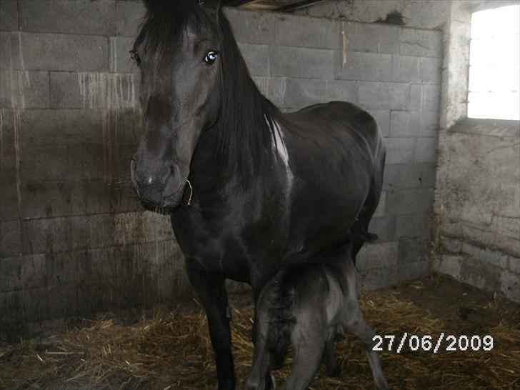 Barockpinto Casapaia Nymark billede 5