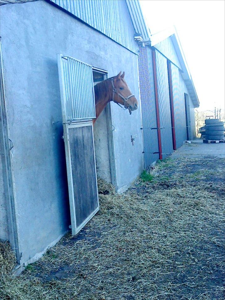 Dansk Varmblod Mp´s Leonardo *SOLGT* :( billede 10