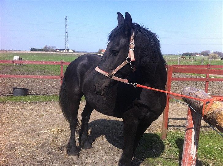 Frieser Eenskje - april måned billede 10