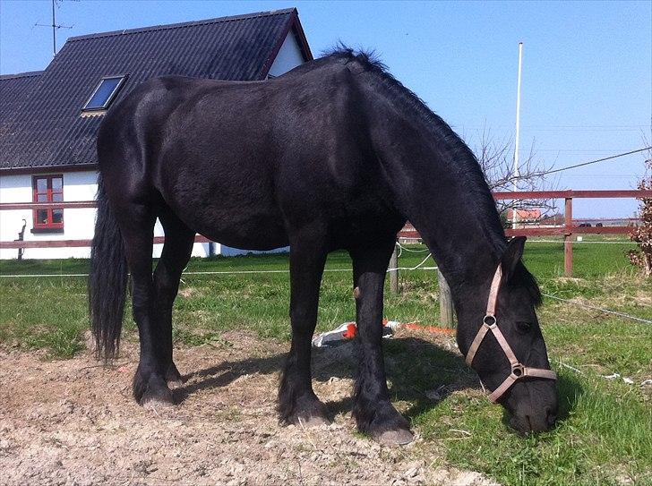 Frieser Eenskje - april måned billede 9