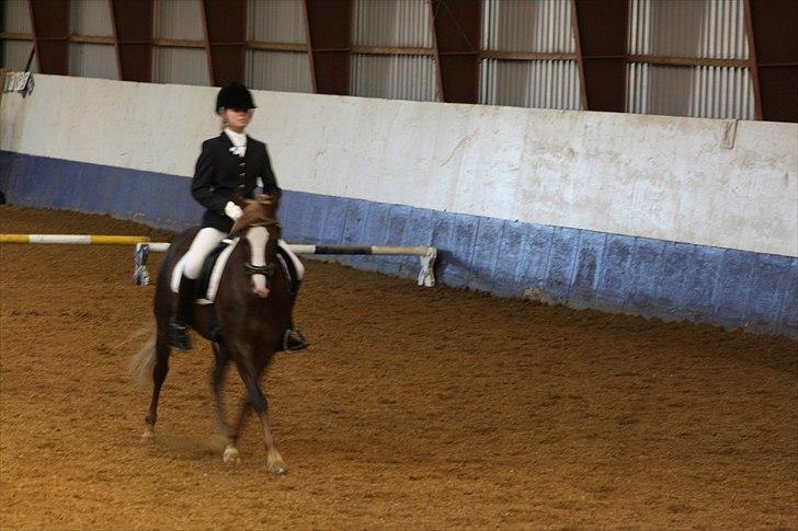 DSP Skovlyst´s Nikita <3 - Stævne i brik<3 billede 4