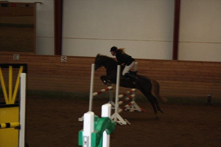 DSP Skovlyst´s Nikita <3 - Julie og kitty til deres første lb de blev nr. 2<3 billede 7