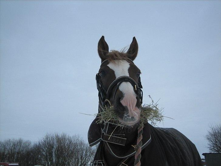 DSP Skovlyst´s Nikita <3 - Du betyder meget af min hver dag!<3 billede 8