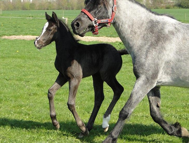 DSP Elmegaardens Lady Marion (Lotte) - Lady Marion med sit afkom f. 22/4-2011  (4 dage gammel)   billede 10