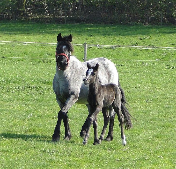 DSP Elmegaardens Lady Marion (Lotte) - Lady Marions afkom f. 22/4-2011  (4 dage gammel) billede 11
