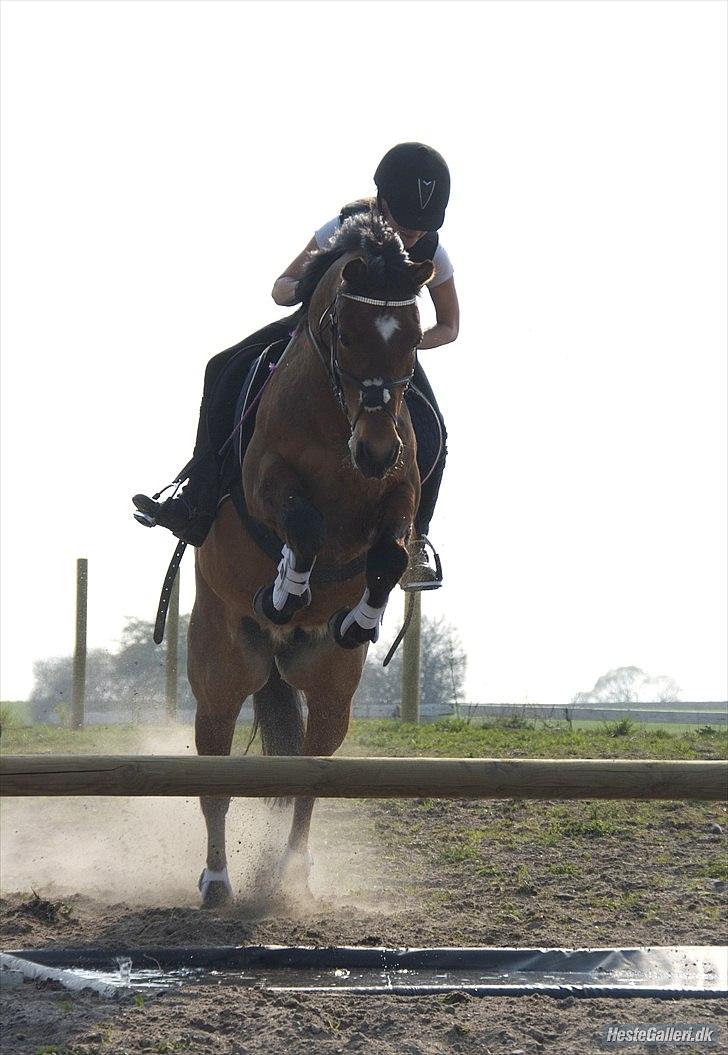 New Forest Egeballes Diesel <3 Solgt :( - Dejlige Diesel over vandgraven<3333333 billede 20