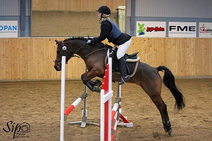 Hollandsk Sportspony k.c van de connickserve ( Robin) billede 17