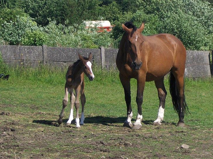 Dansk Varmblod Karola Kildemark - Karola med sit føl Kiara billede 2