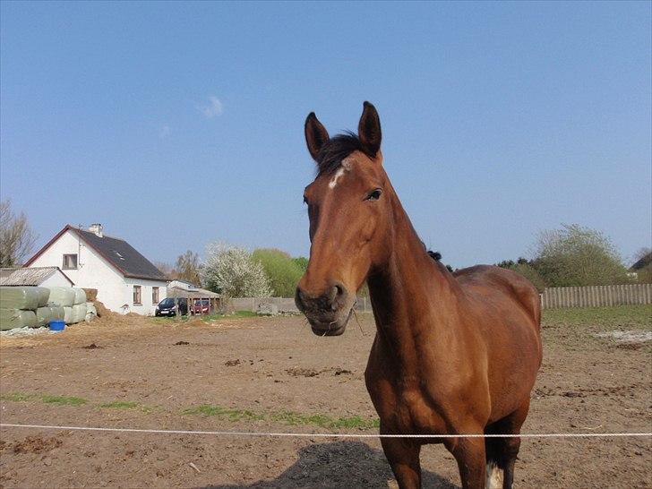 Dansk Varmblod Karola Kildemark billede 3