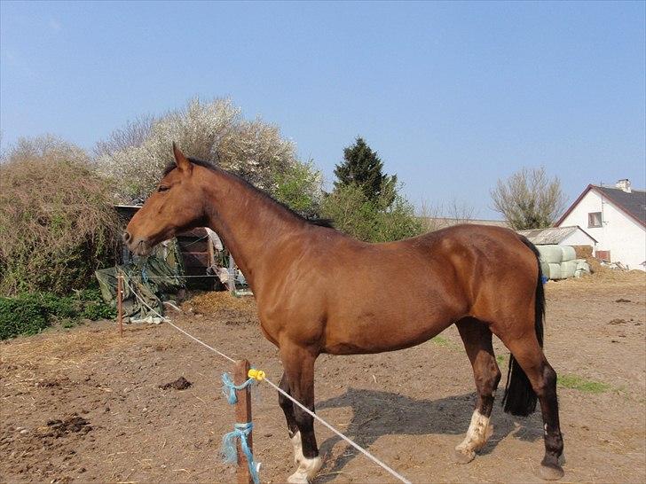 Dansk Varmblod Karola Kildemark billede 4