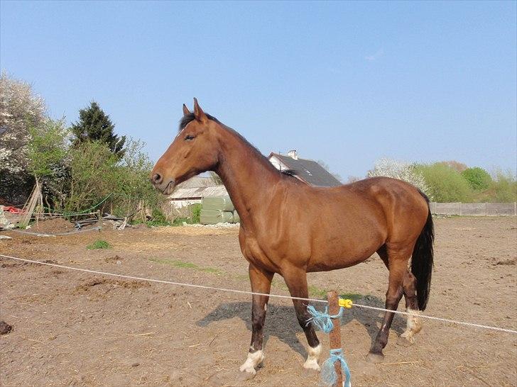 Dansk Varmblod Karola Kildemark billede 5