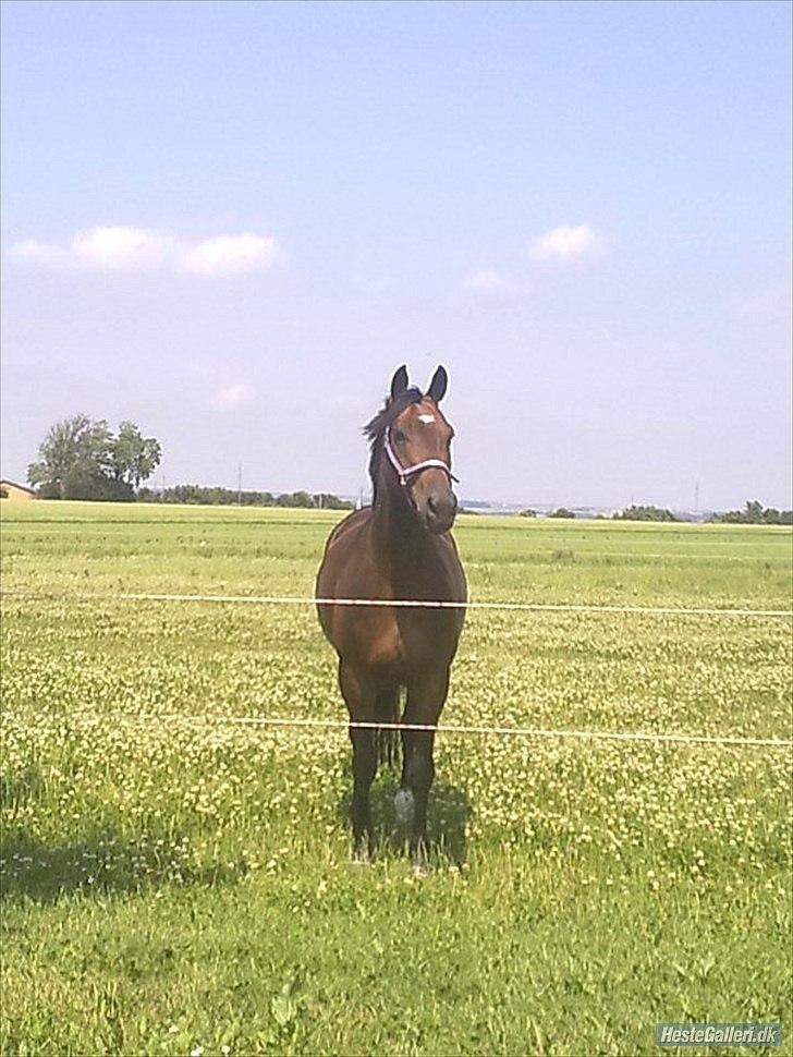 Tysk Oldenburger Terra X billede 1