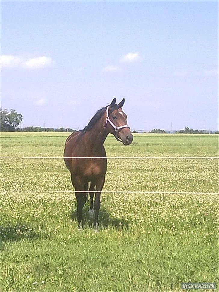 Tysk Oldenburger Terra X billede 2