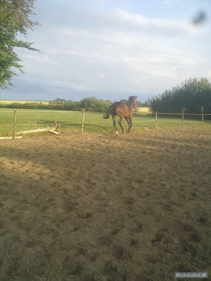 Tysk Oldenburger Terra X billede 3