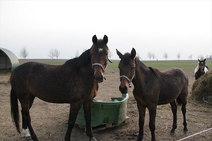 Tysk Oldenburger Terra X billede 4