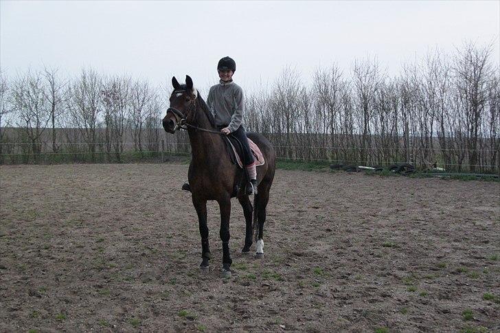 Tysk Oldenburger Terra X billede 5