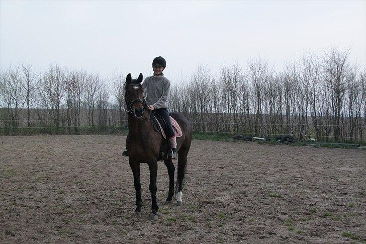 Tysk Oldenburger Terra X billede 6