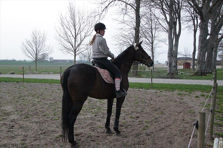 Tysk Oldenburger Terra X billede 7