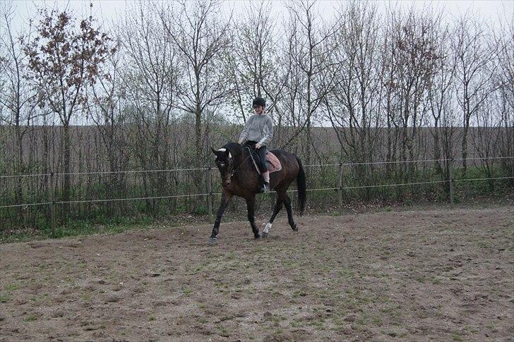 Tysk Oldenburger Terra X billede 8