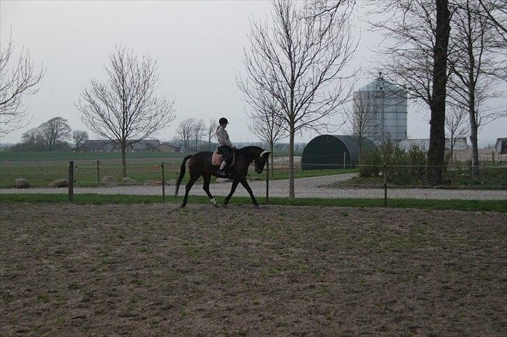 Tysk Oldenburger Terra X billede 9