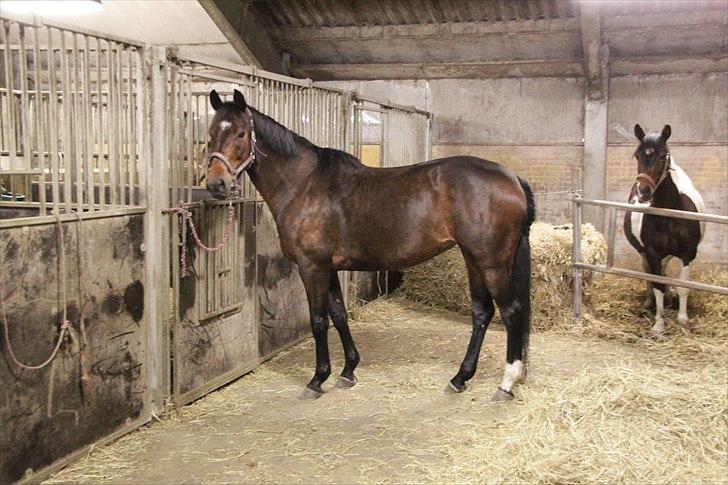 Tysk Oldenburger Terra X billede 10