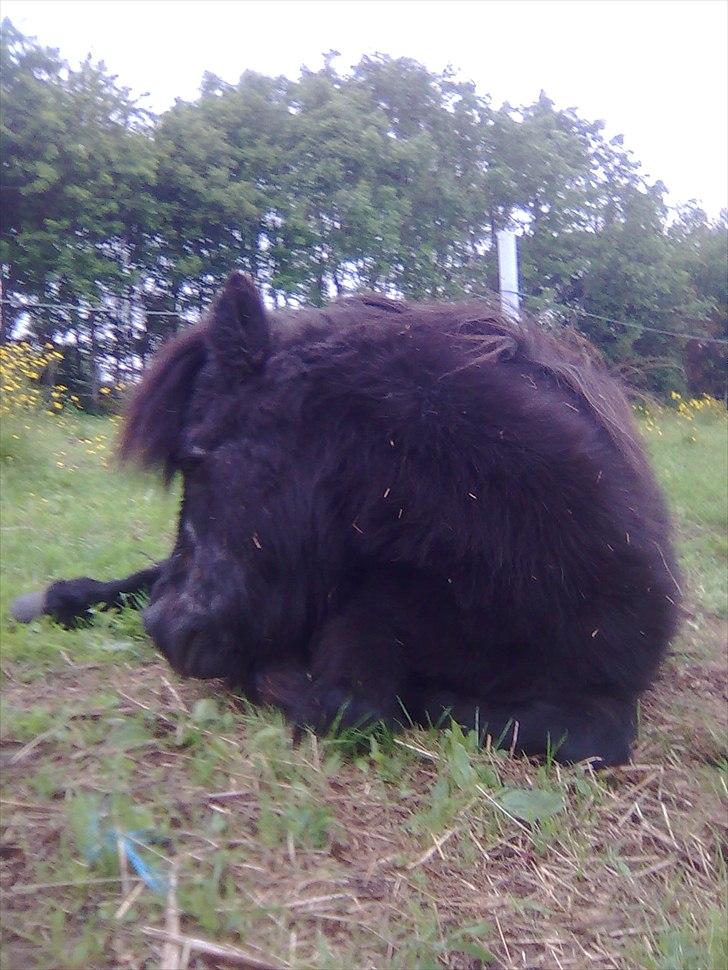 Shetlænder Pony - Tager lige en slapper :) billede 2