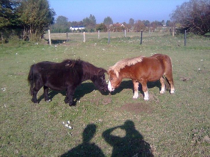 Shetlænder Pony - Pony og Gynter på fold sammen :)! billede 3