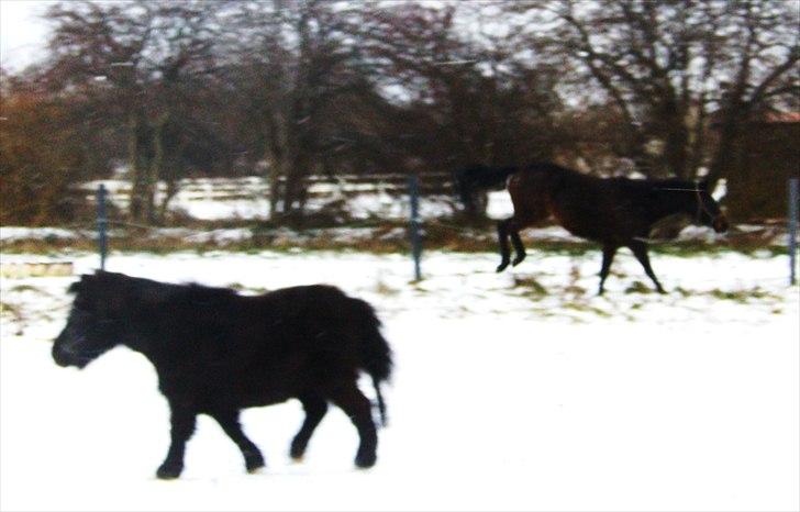 Shetlænder Pony billede 4
