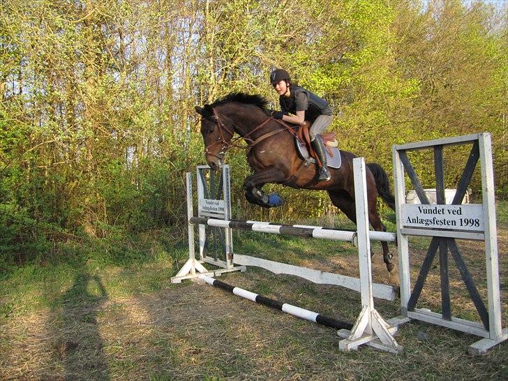 Trakehner Hronas - Hronas d. 23/4 - 2011 billede 15