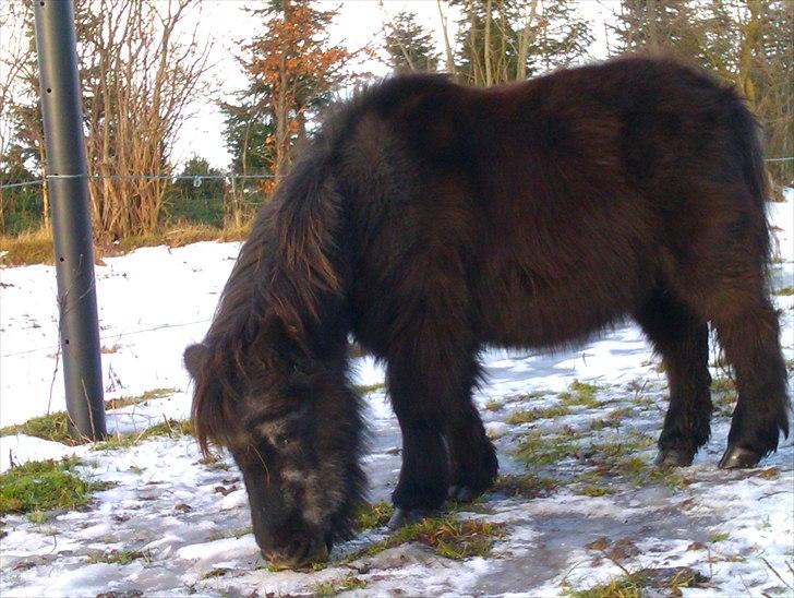 Shetlænder Pony billede 5