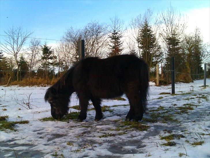 Shetlænder Pony billede 6