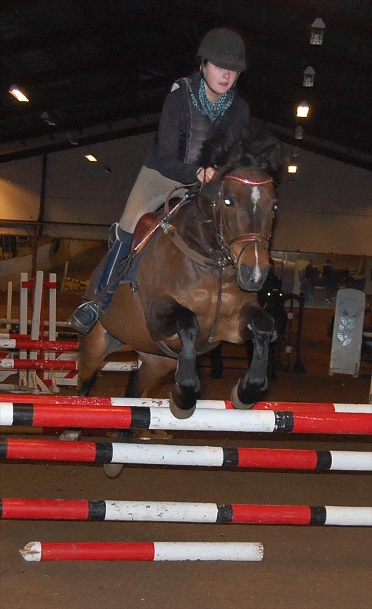 Anden særlig race Jussie billede 1