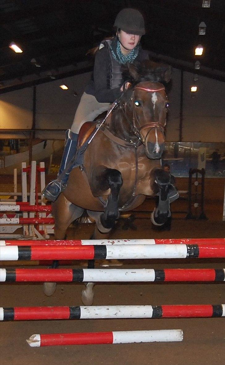 Anden særlig race Jussie billede 2