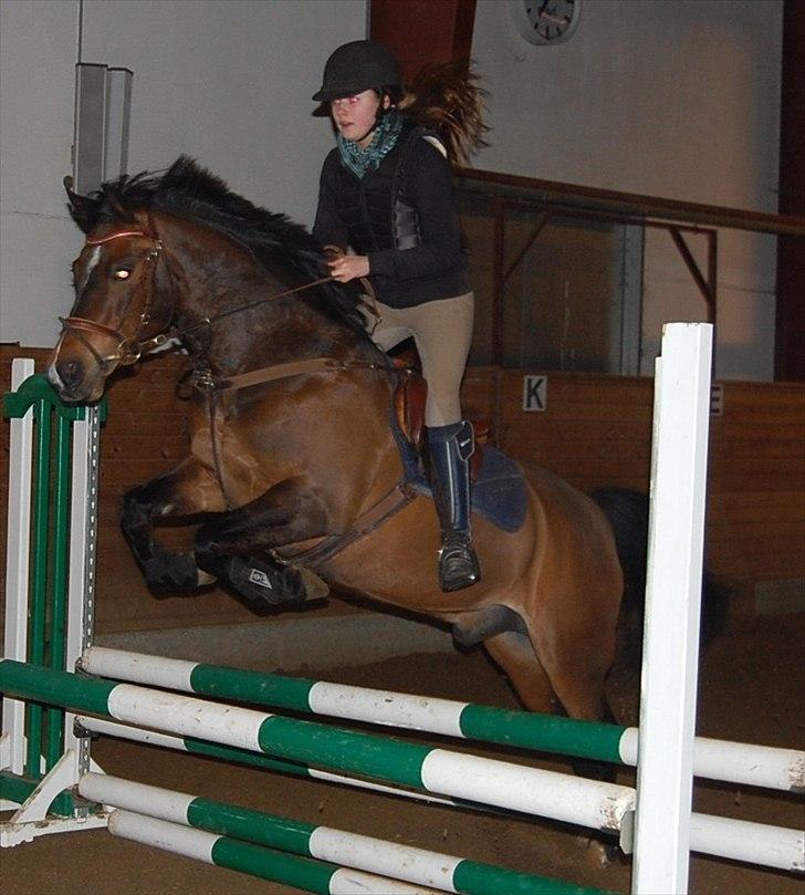 Anden særlig race Jussie billede 3