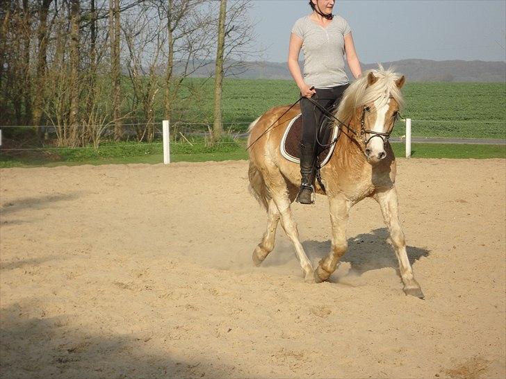 Haflinger Armani  billede 12