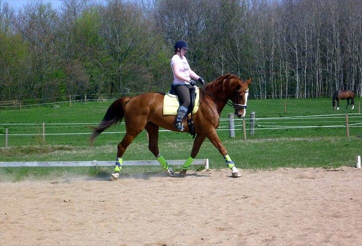 Hannoveraner Dancing Twister  billede 20